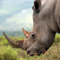 Help Springbok Casino Raise Rhino Awareness for World Rhino Day, Get Free Spins on Cash Bandits 3