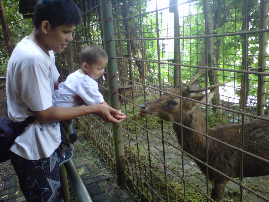 memberi makan rusa
