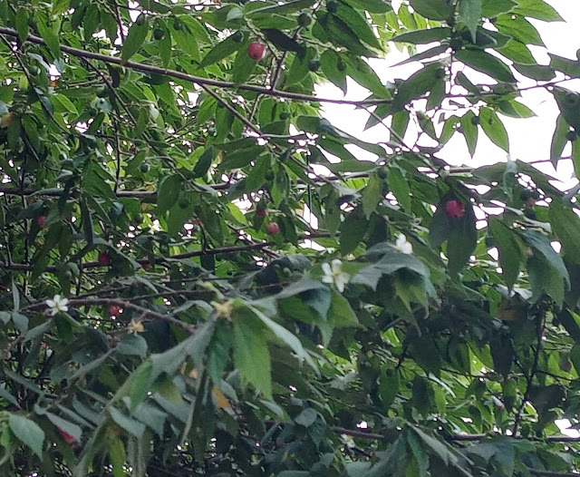 Knowing the 4 wild fruits in the Philippines