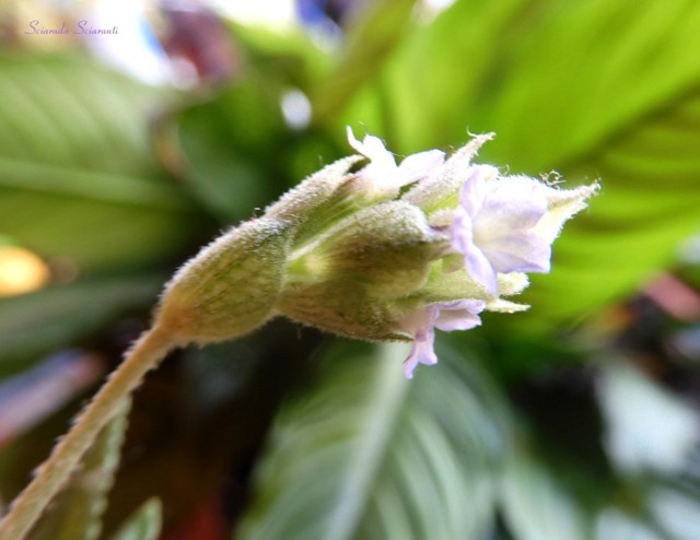 Lavanda fiorita d'inverno