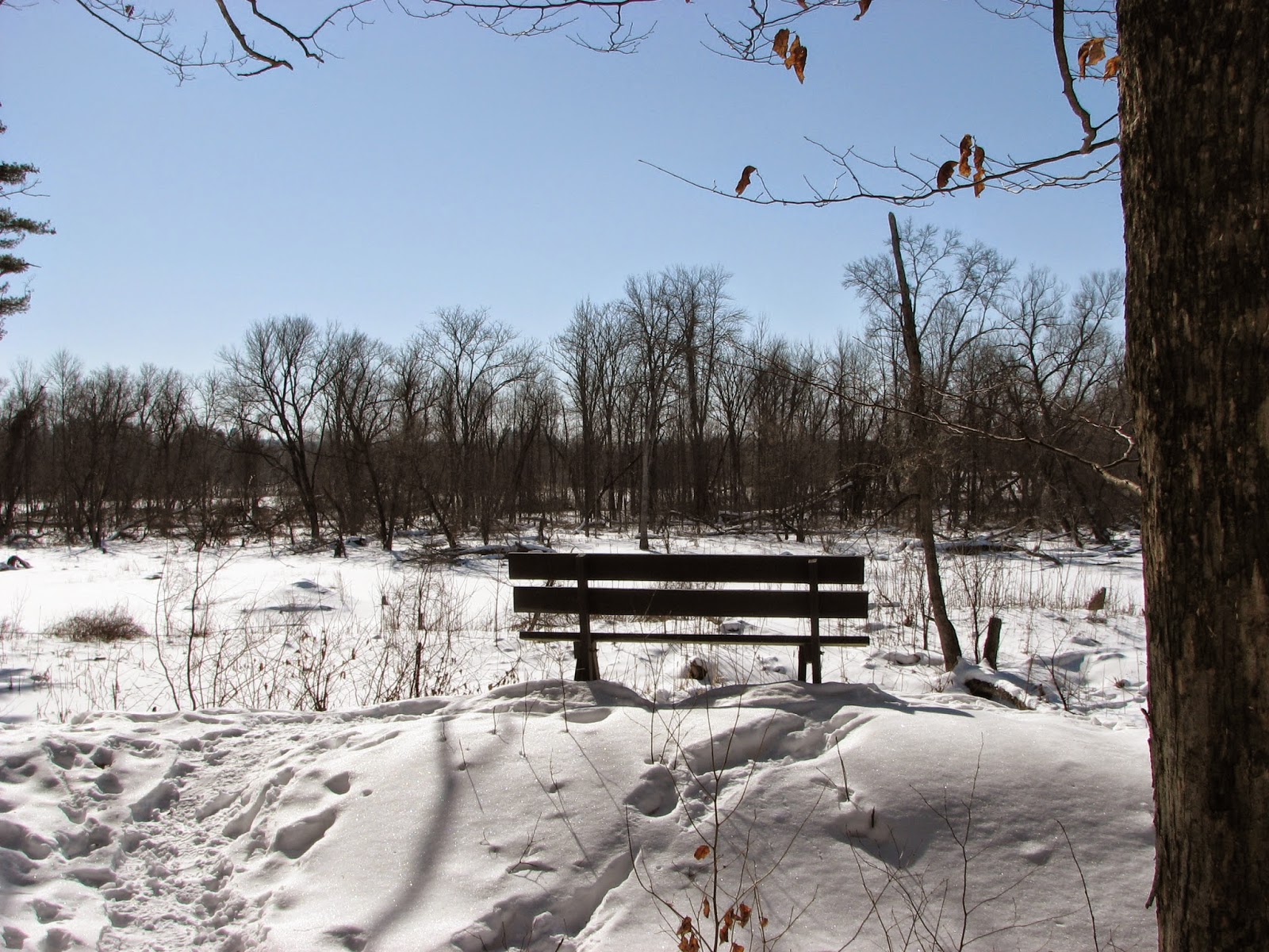 Woodside Natural Area, nature trailsWVPD. (Photos). In search of the