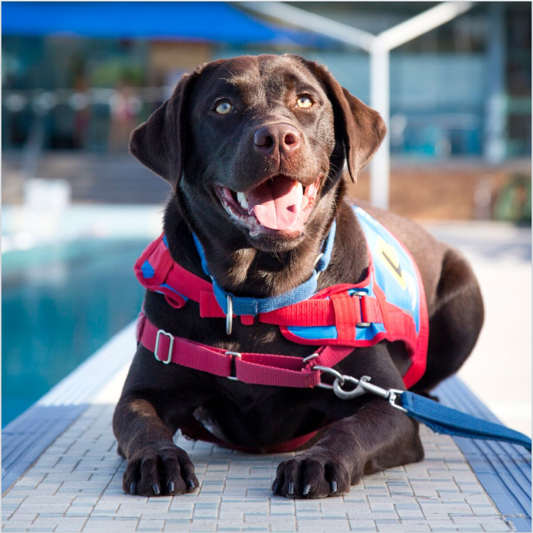 Dogtober 2016 Assistance Dogs Australia Australian Dog