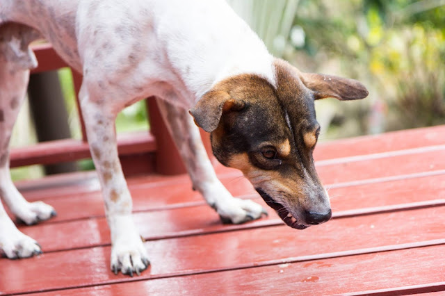 Why Does My Dog Keep Gagging? Read This To Find Out