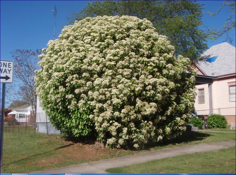 Chinese Photinia