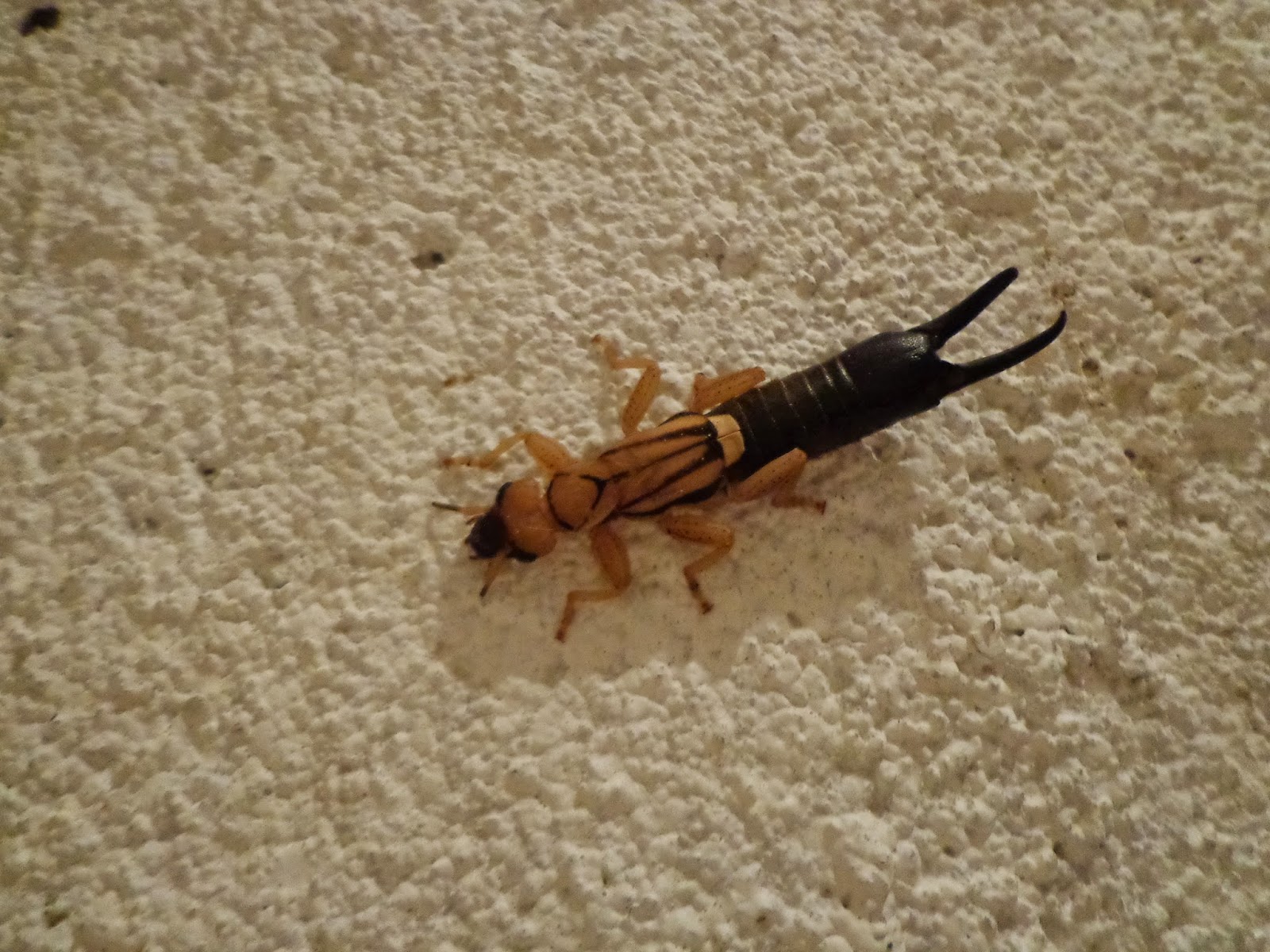 Sítio Dona Lô FAUNA TESOURINHA