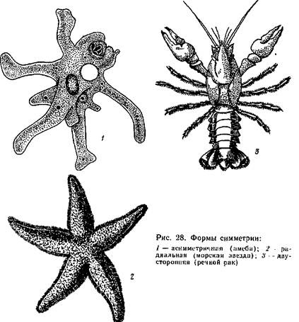 Для какого животного характерен такой же тип симметрии что и у изображенного на рисунке объекта