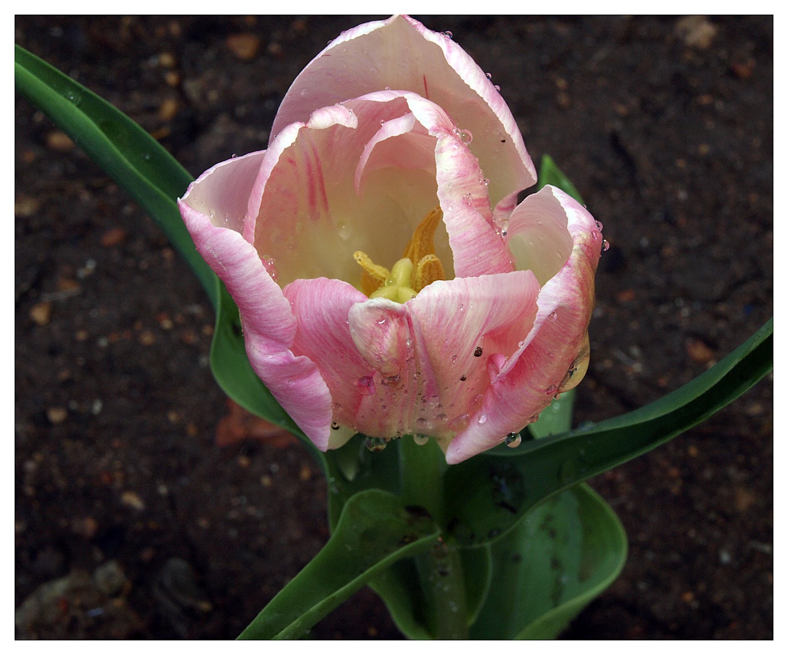 carmencarmencita: Mis primeros Tulipanes de mi jardin