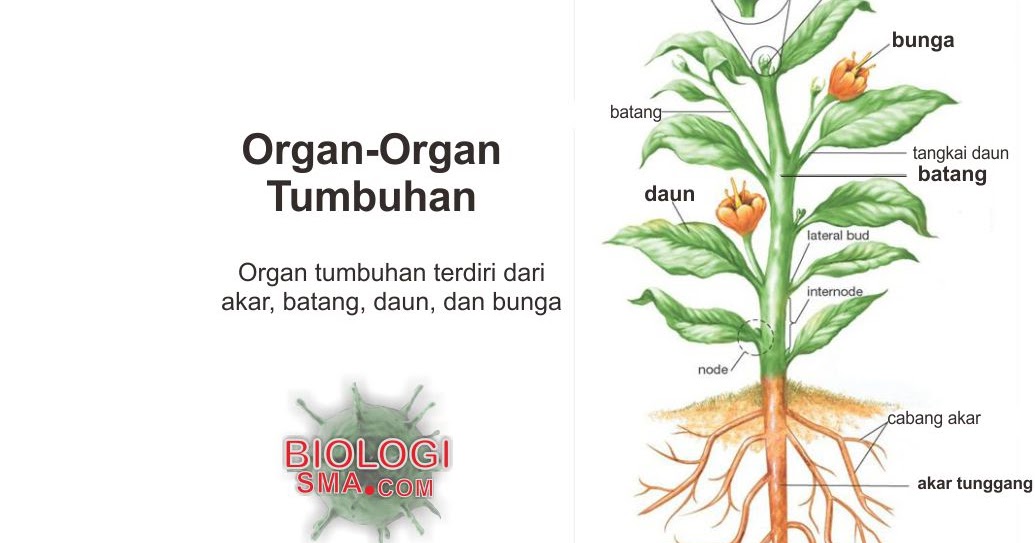 Organ – Organ Tumbuhan