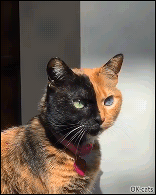 Amazing Cat GIF • Venus the two faced cat is the catwalk queen, so pretty kitty. Amazing Cat GIF • Venus the two faced cat is the catwalk queen, so pretty kitty.