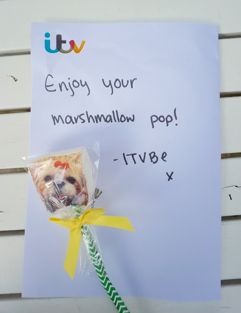 ITVBE News indigo and mouse, pet blogger, dog blog, indigo shih tzu, molly mouse, ITVBE advert, ITVBE news