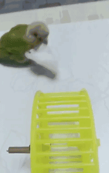 鳥 おもしろくてカワイイgif画像 まとめ 23枚 Galnesoft