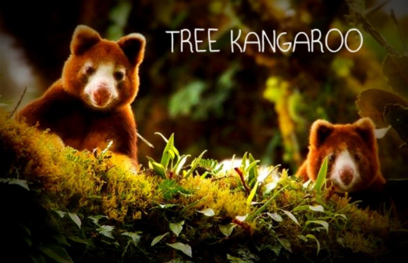 SMELLY PILLOW Lets see what does Tree Kangaroos eat