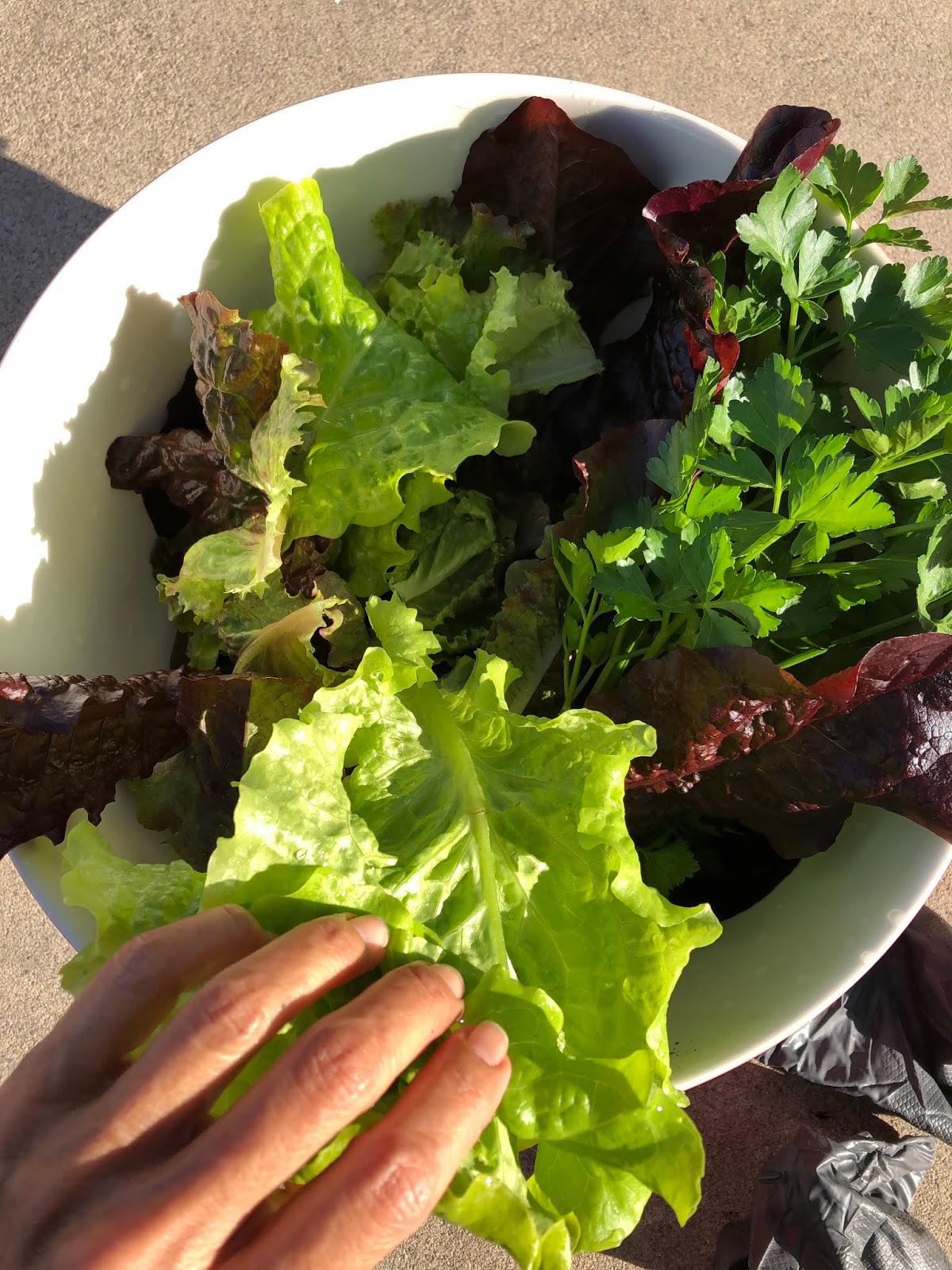 Why I Love To Garden Beds of Mix Lettuce