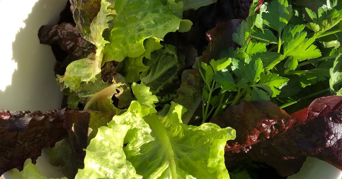 Why I Love To Garden Beds of Mix Lettuce