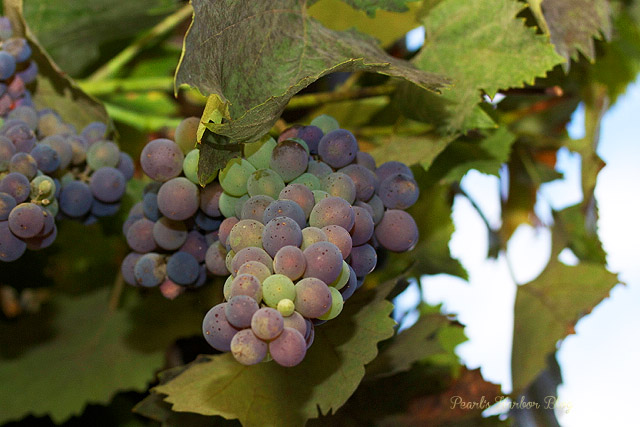 Von der Rebe ins Glas: Traubengelee mit Früchten aus eigenem Anbau ...