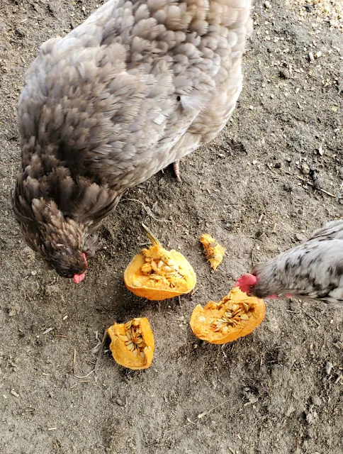 chickens eating pumpkin pieces