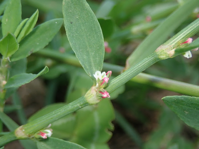 Polygonum aviculare Polygonum aviculare