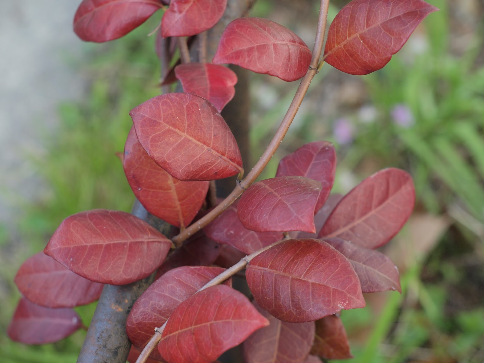 angels and people, life in New Orleans biology