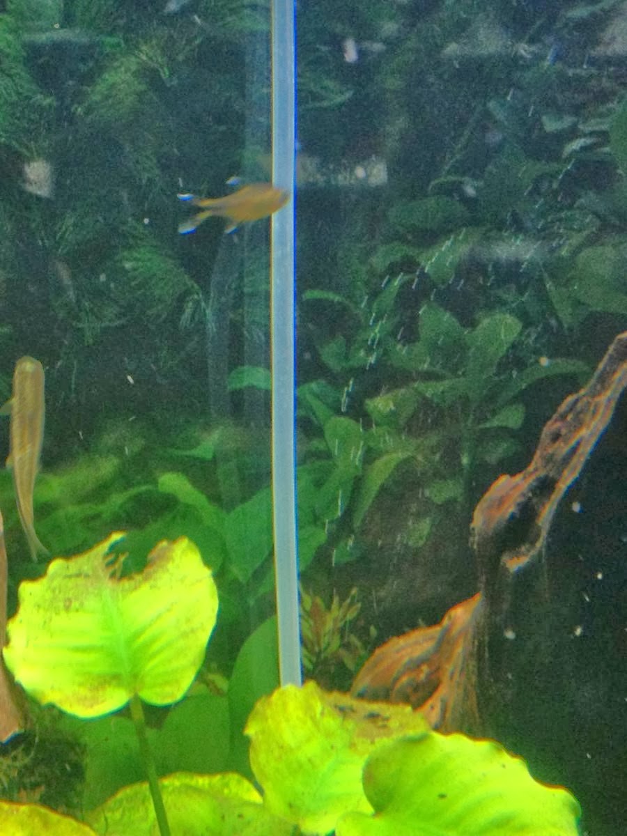 La Bala que dobló la Esquina