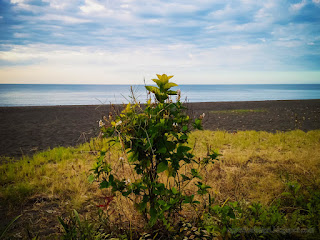 Peaceful Beach Scenery With Drought Flower Plants In The Dusk Sunshine At The Village Umeanyar North Bali Indonesia