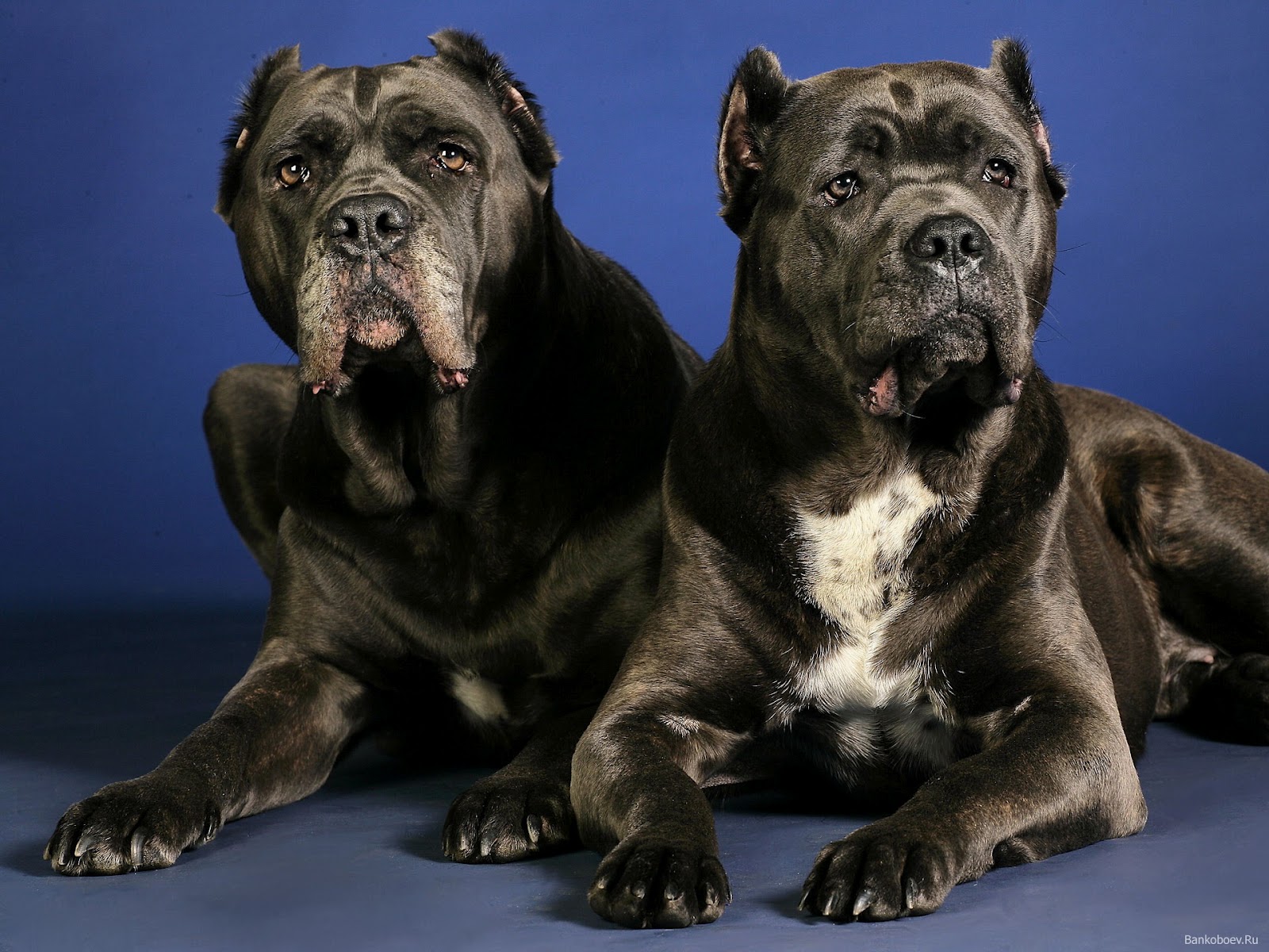 Cane Corso Wallpapers | Fun Animals Wiki, Videos, Pictures, Stories