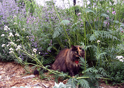 Cat in the garden with purple flowers
