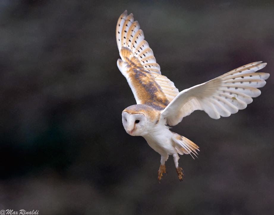 20 Incredible Pictures Of Owls