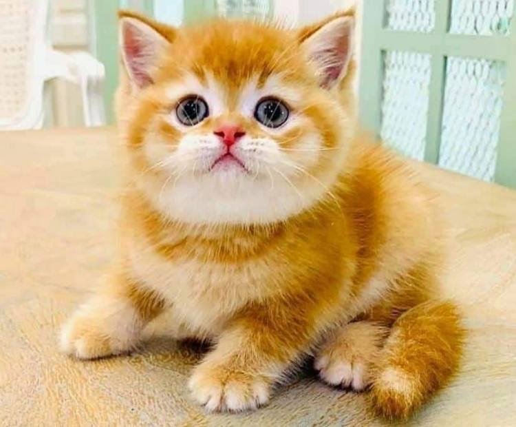 7 Cara Merawat Kucing Anggora Yang Baik dan Benar, Pemula Wajib Tau