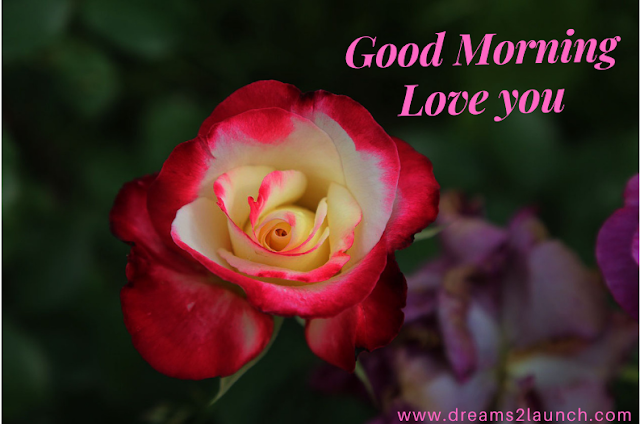 good morning red rose images