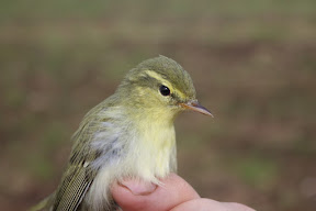 GREEN WARBLER-BUCKTON-EAST YORKSHIRE-9TH SEPTEMBER 2021