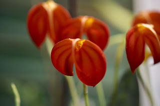 , Mostre primaverili: Horti di Veio e Monteporzio catone 2017, diarid'orchidee