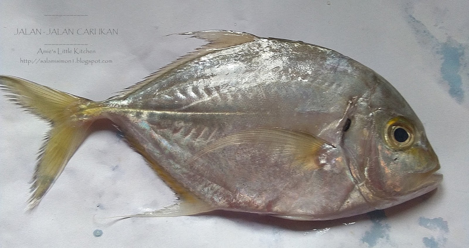 Amie S Little Kitchen Kenali Pelbagai Jenis Ikan Di Pantai Timur Sabah Amie S Little Kitchen Kenali Pelbagai Jenis Ikan Di Pantai Timur Sabah