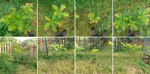 Composite of eight images, showing top views (at top) and side views (at bottom) of four young oak trees.