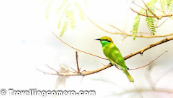 bird bee month birds eater july every okhla walk sanctuary journey through very step visit morning watching surprise travellingcamera whole