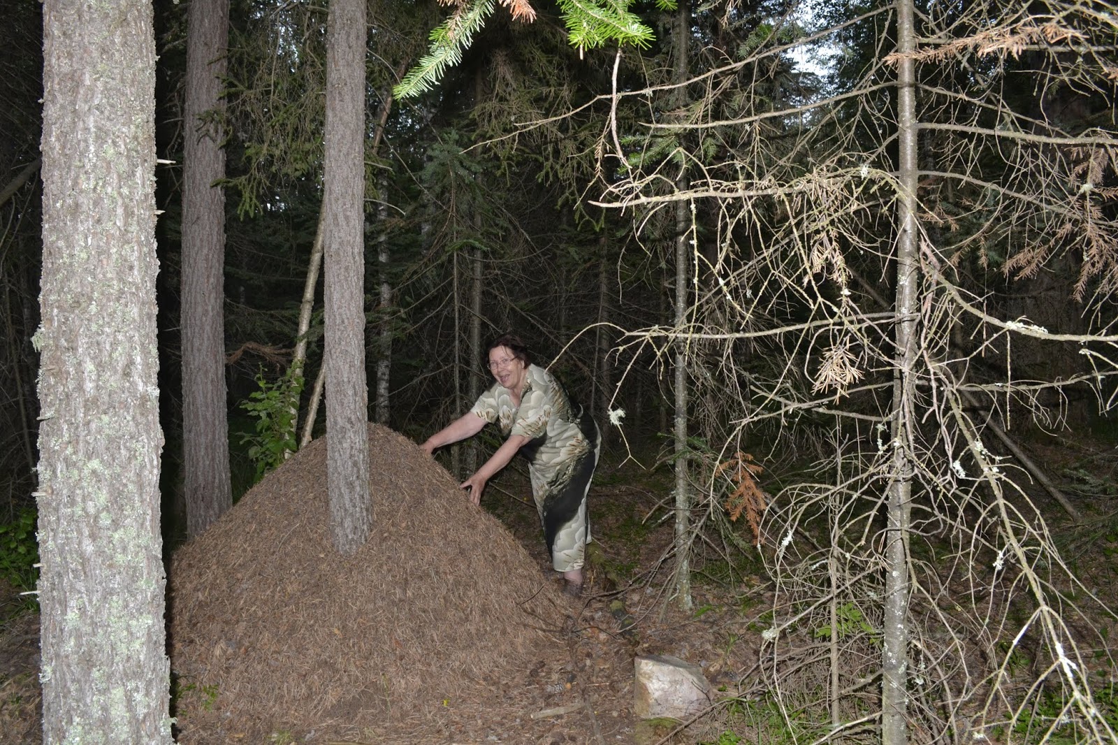 Ограждение муравейников в лесу. Девушка села на Муравейник. Летом рыбаки разрушили муравейник