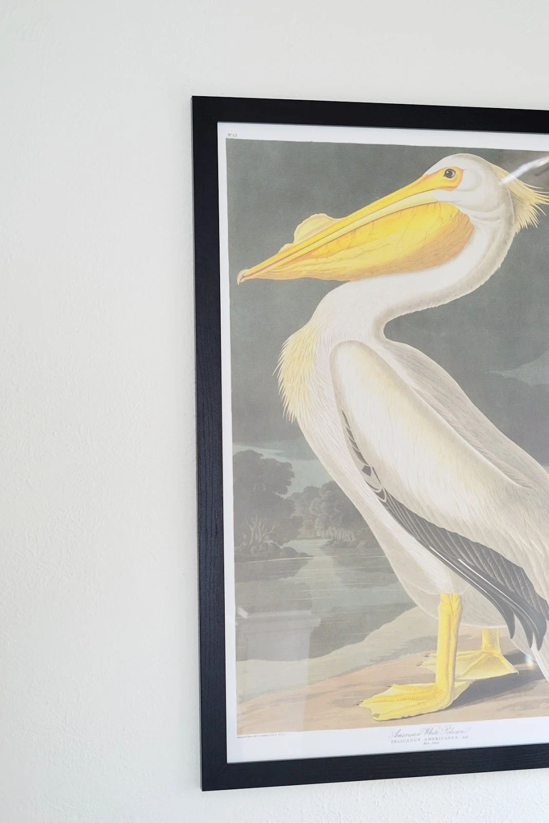 Audubon white pelican free download high res file | RamblingRenovators.ca