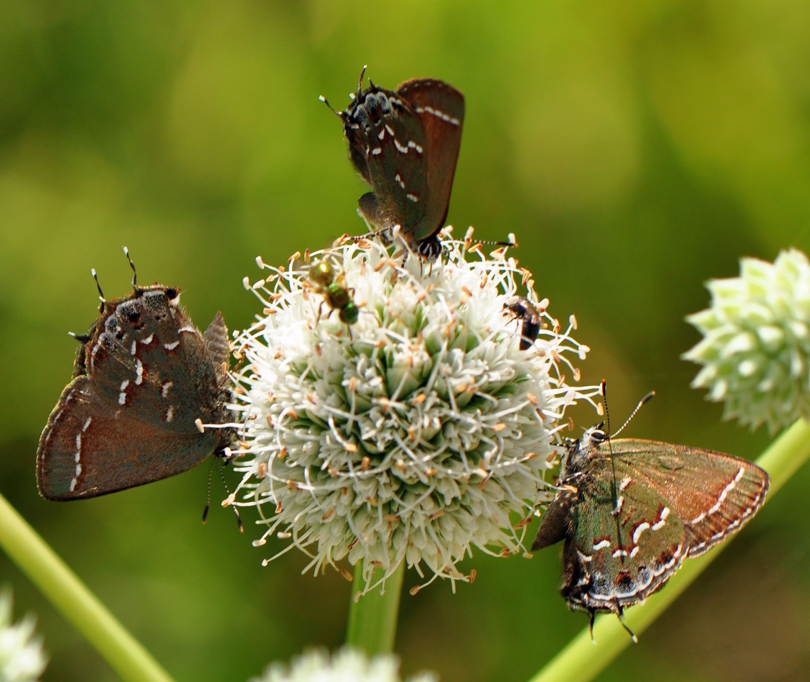 Life on The Edge Rattlesnake Master or Hairstreak Master??