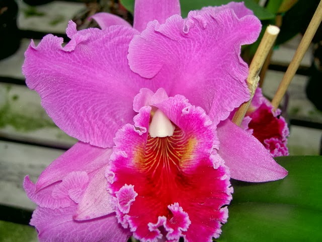 Plants For All Blog: Incoming Bugs & Quick Orchid Notes