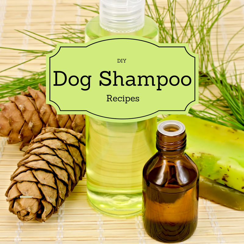 Bark City Doggy Daycare 4 DIY Dog Shampoo Recipes