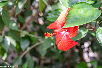 Powsin ogród botaniczny PAN rośliny kwitnące malwa