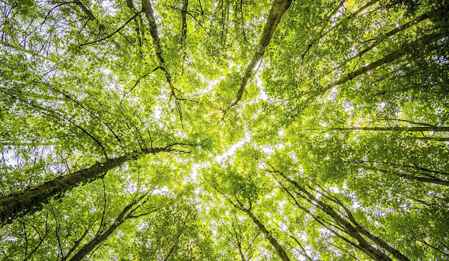 7 tecniche per scattare foto di natura originali