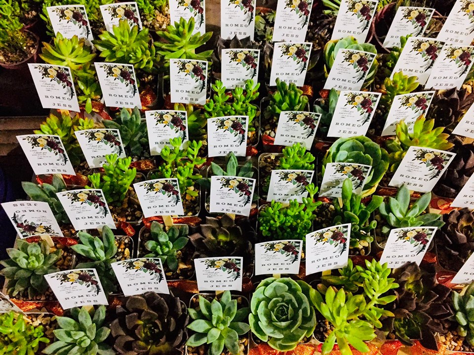 Succulents Cebu and Cactus Collection Cassiel's Succulent World Cebu
