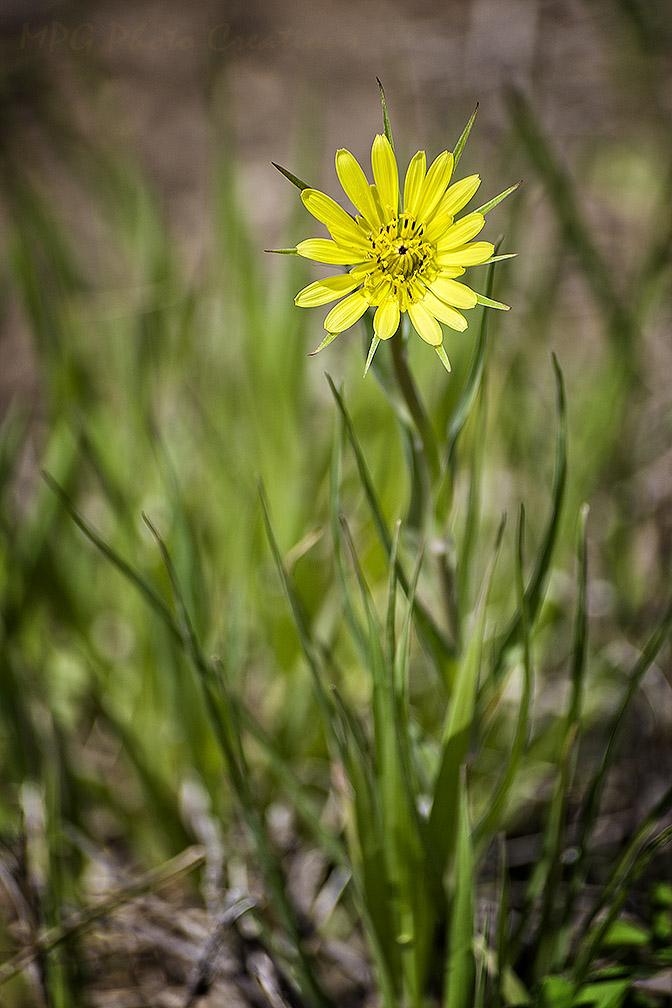 MPG Photo Creations Kansas Wildflowers Yellow *New*