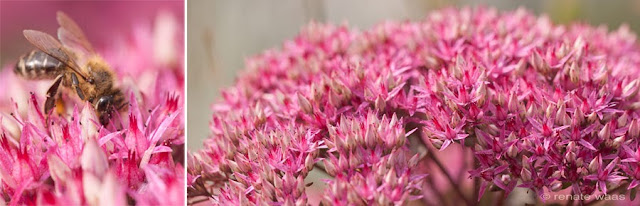 Fette Henne oder Sedum im Staudenbeet blüht sehr lange und ist für Wildbienen eine willkommene Nahrungsquelle