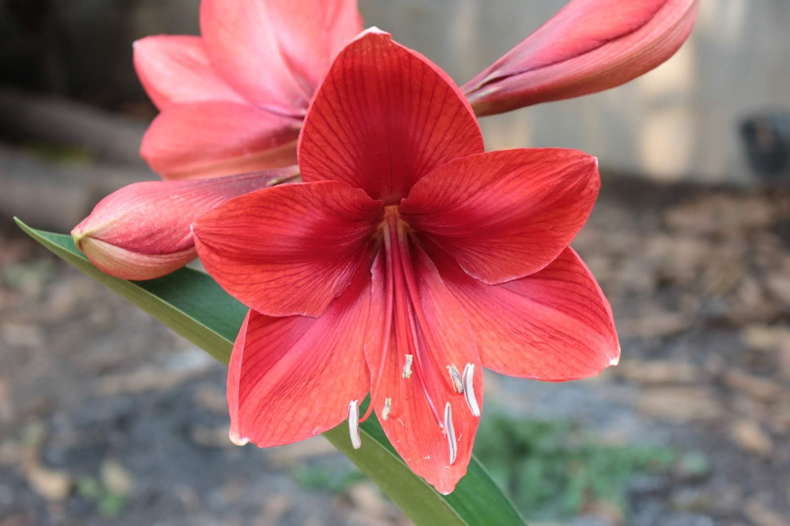 Amaryllis Meaning & Symbolism Treehomes