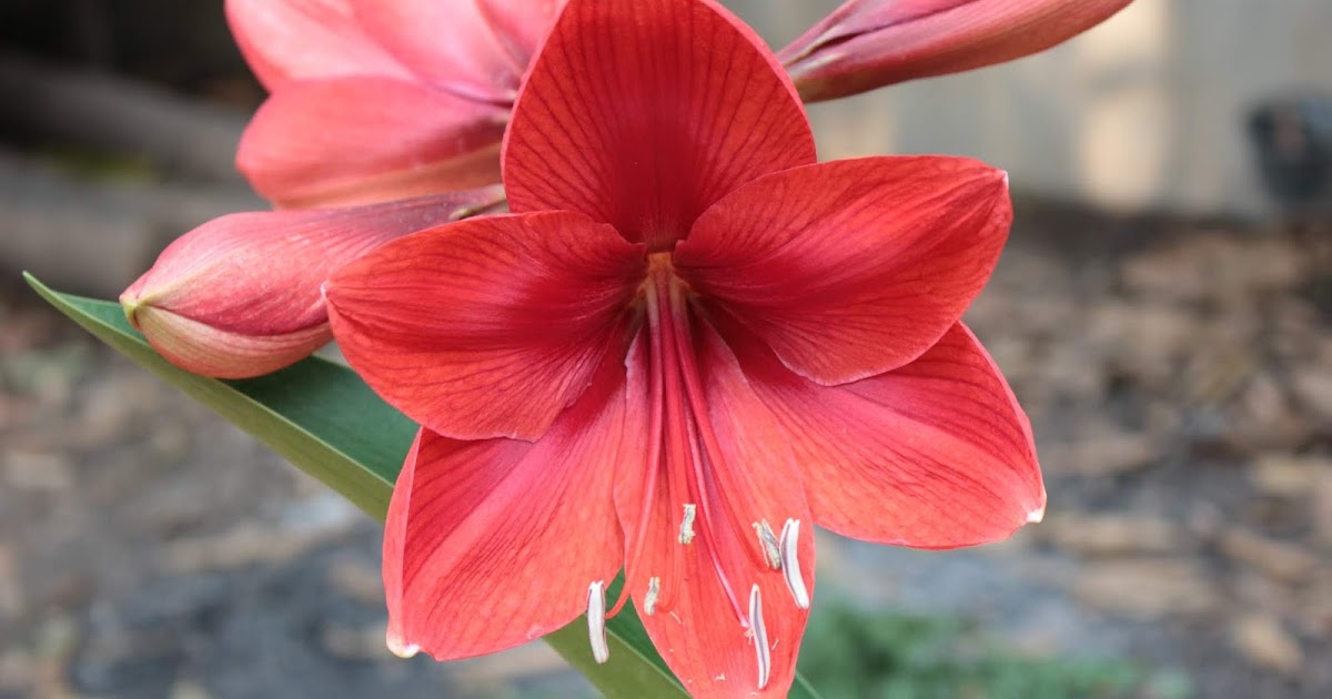 Brittany Stiles Christmas Florals