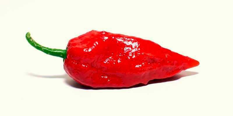 ghost chili pepper shu