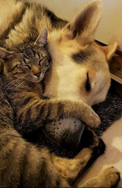 Cat and Dog Sleep