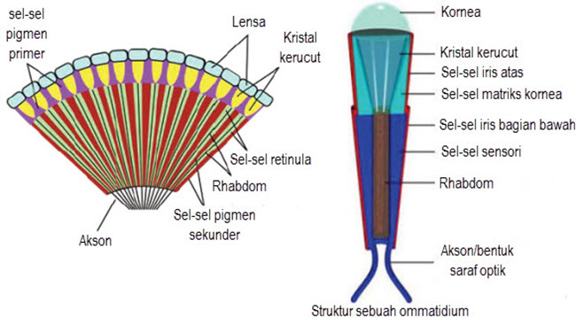 Indra Penglihatan Pada Mata Serangga
