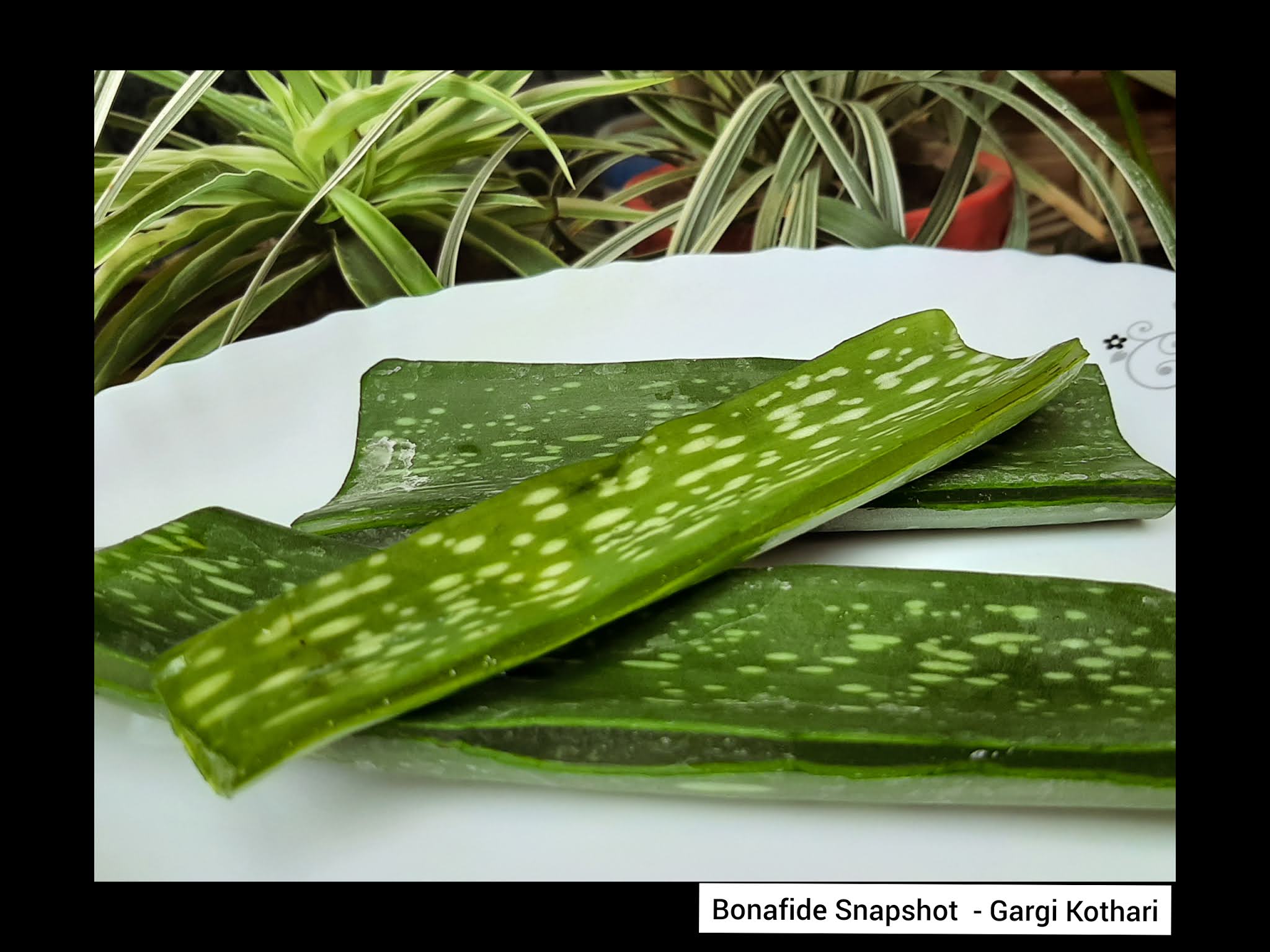 DIY AloeVera Ice Cubes Benefits, How to use